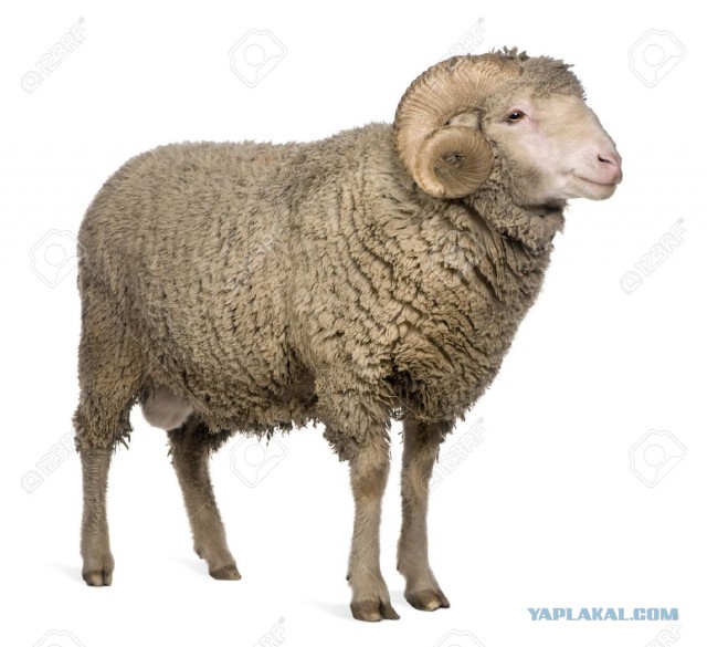 И встретились два обочечника