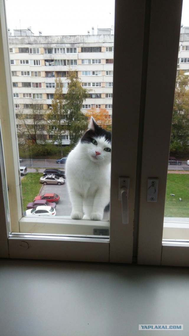 Котовторник 21.06.16