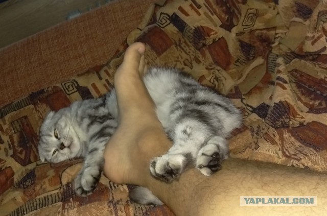 Котовторник 09.08.2016