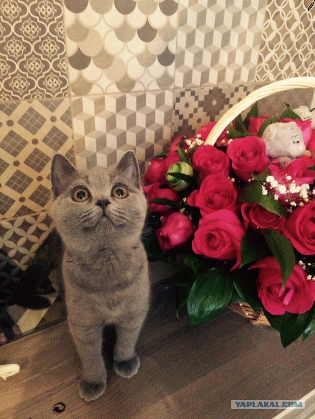 Котейки пост
