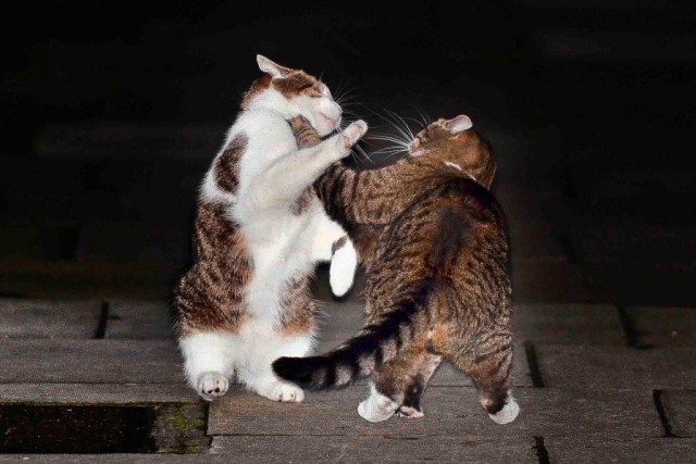 Коты из сети