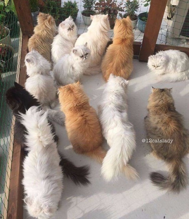 Коты из сети