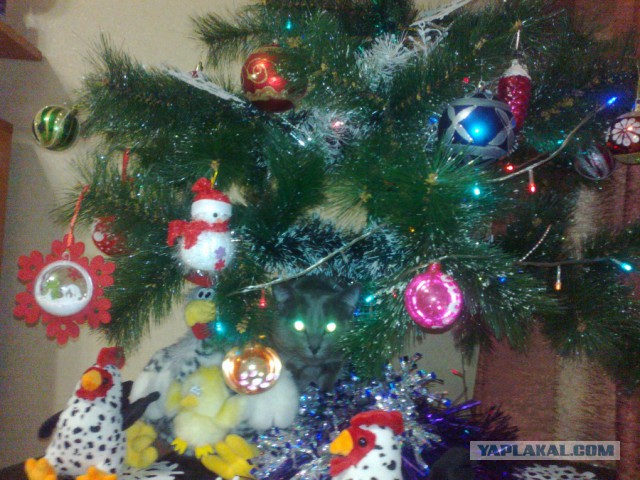 Котовторник 03.01.2017, первый в 2017!