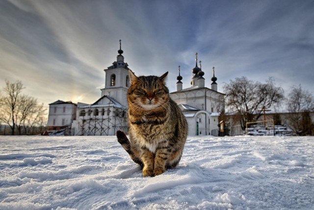 Коты и Кошки