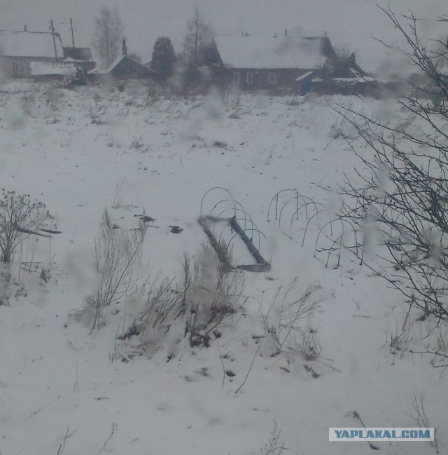 Мёд из одуванчиков