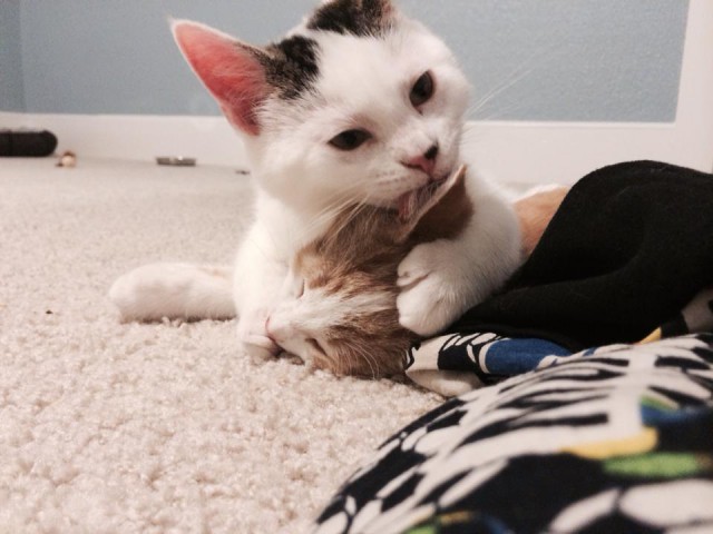 Коты и Кошки