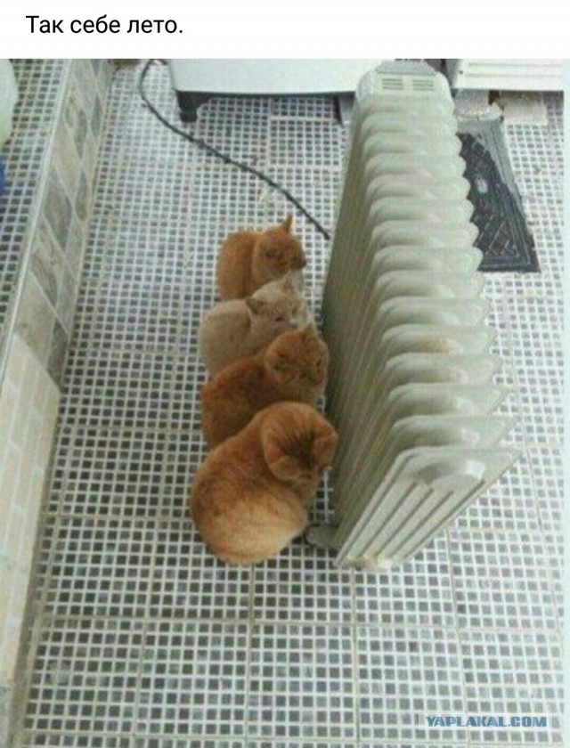 Точка бифуркации пройдена...