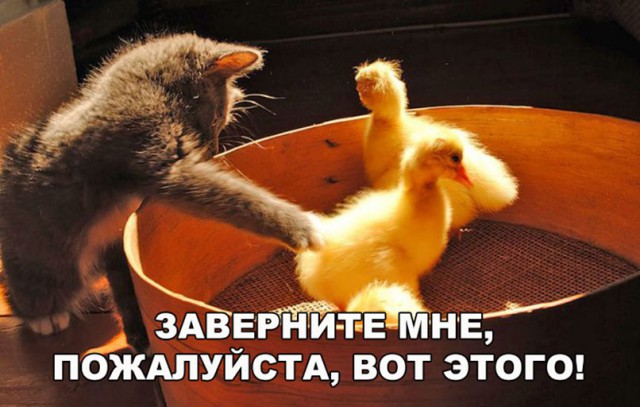 Коты и Кошки