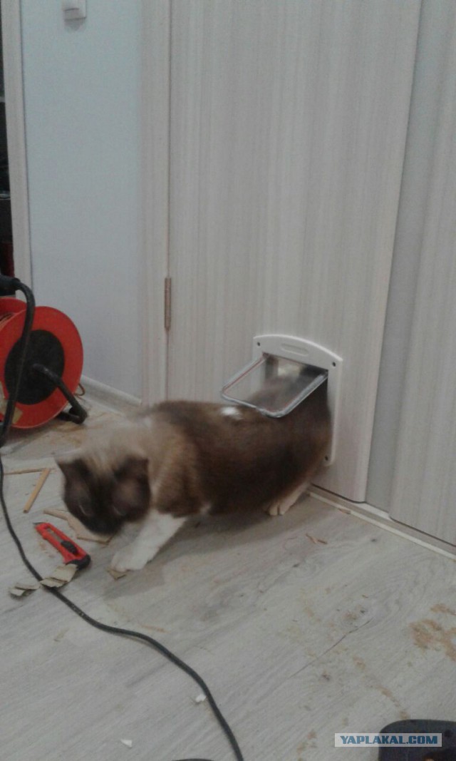 Котовторник 12.12.2017