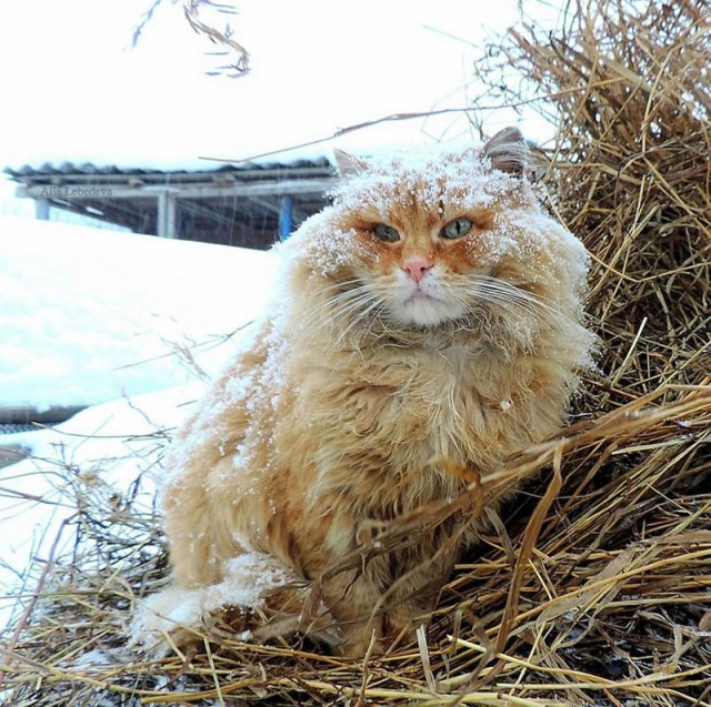 Коты и Кошки