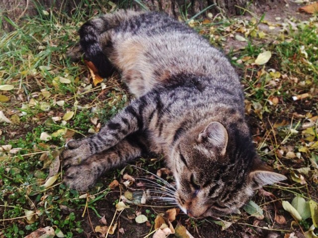 Невероятно грустный кот