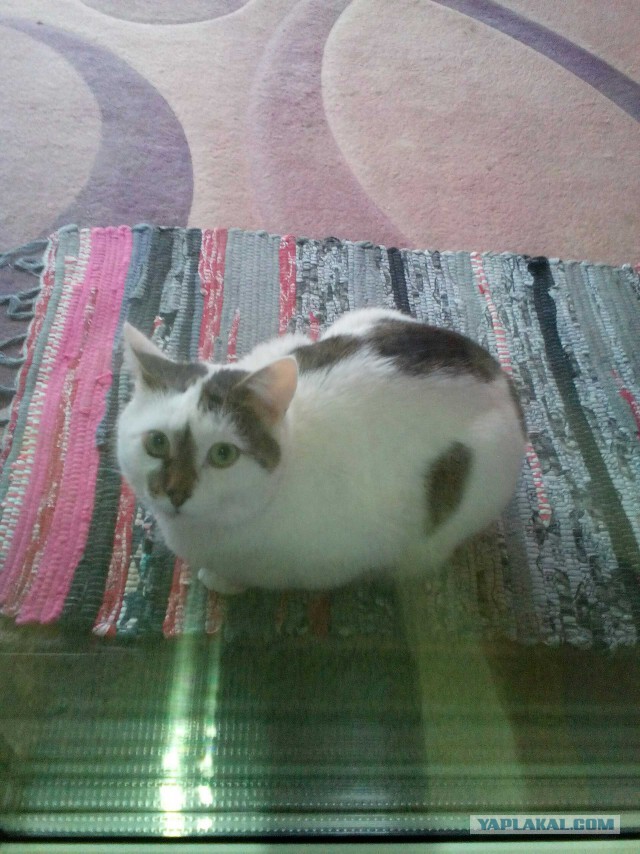 Котовторник 9.01.2018