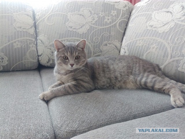 Котовторник 27.02.2018 наступил!