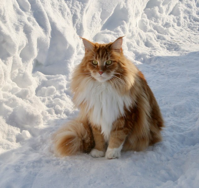 Прикольных котов пост
