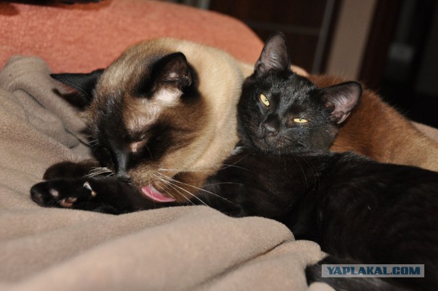 Котовторник 27.03.2018