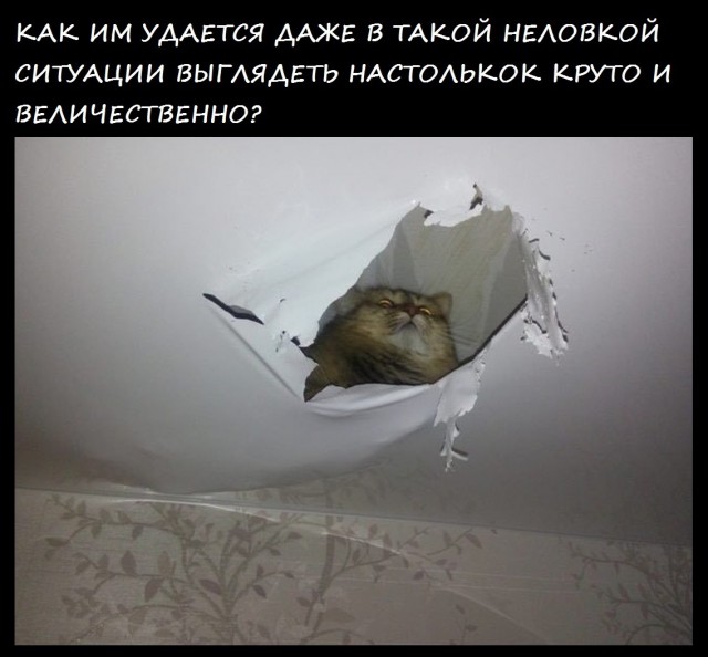 25 картинок в эту чёрную пятницу