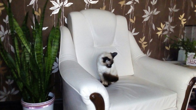 Немного милоты