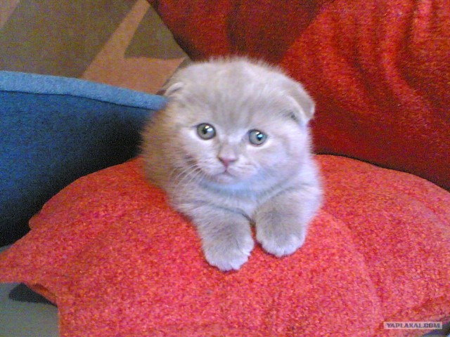 Котовторник на 24 августа