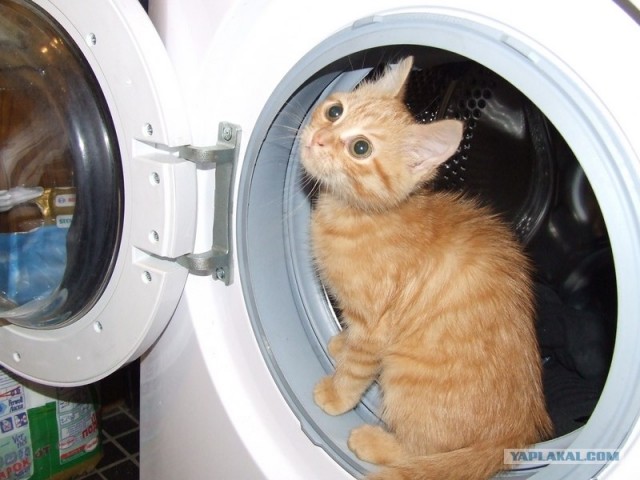 Котовторник, 19 октября