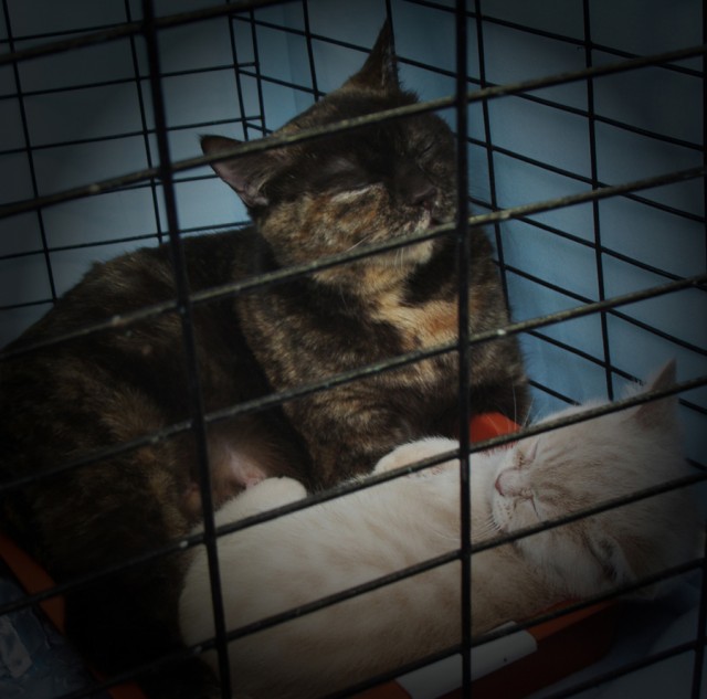 Коты, кошки и котята