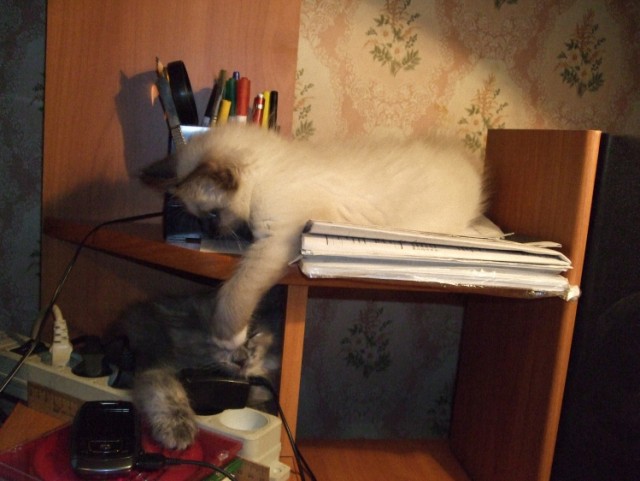 Котовторник 1.11.11