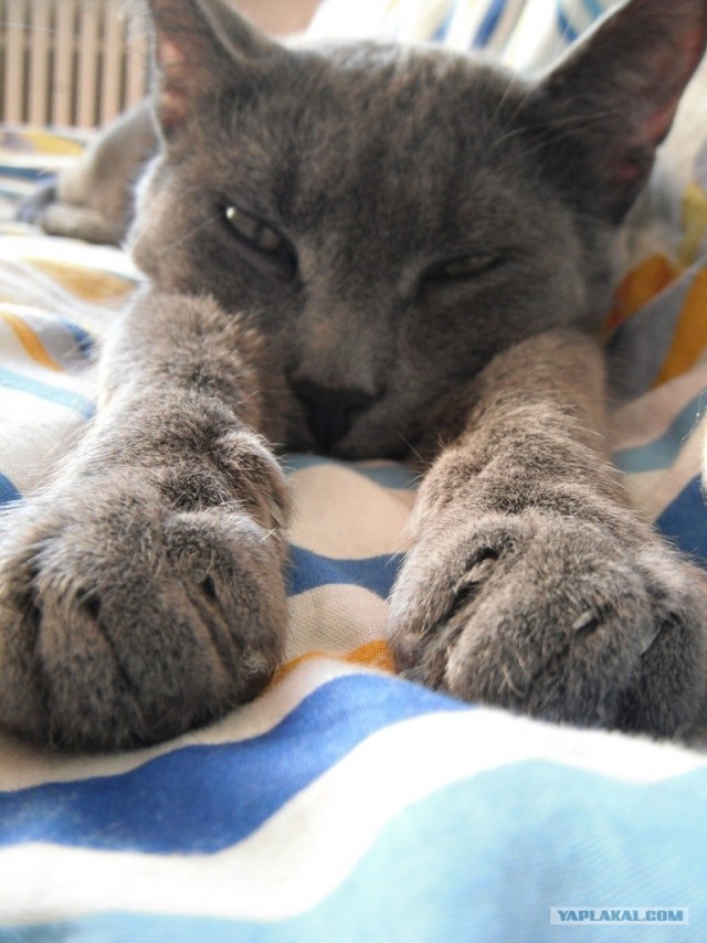 Котовторник 22.11.11