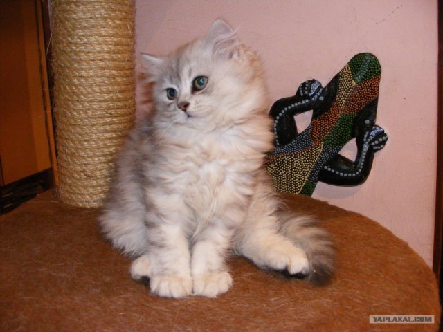 Котовторник (24. 01. 2012 )