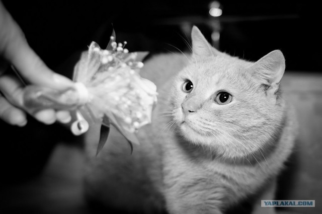 Котовторник (14.02.2012)