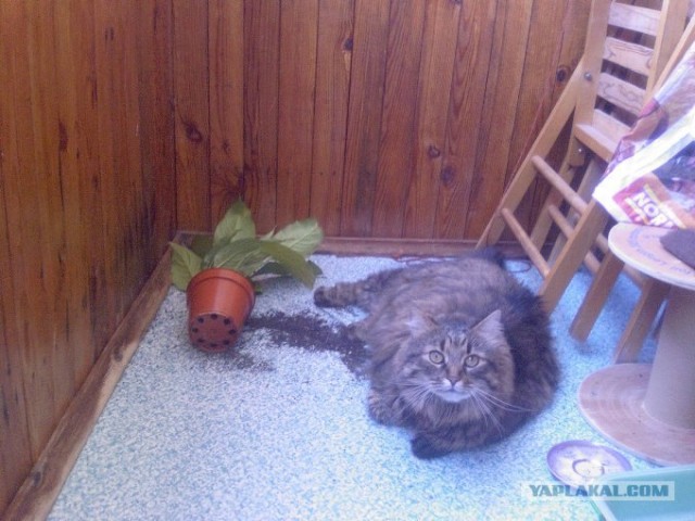 Котовторник (28.02.2012)