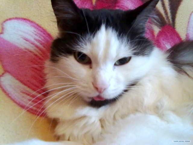 Котовторник! 13.03.2012