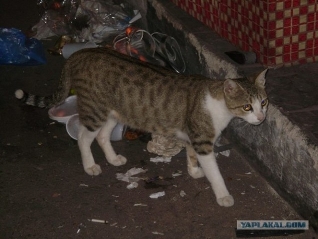Котовторник 10.04.2012