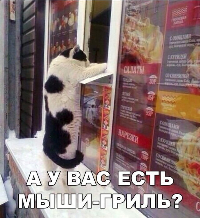 Забавные фото котеек