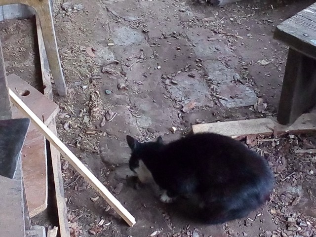 Котовторник  06.08.2019