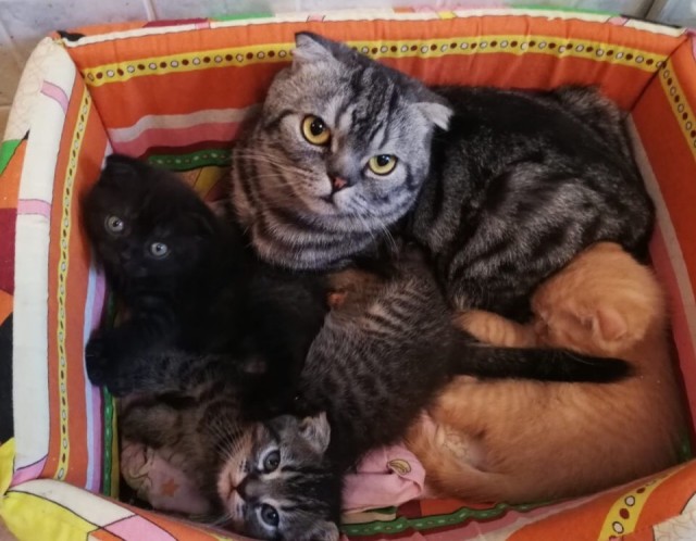 Забавные картинки с котами из сети