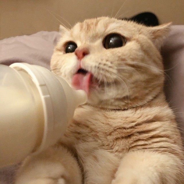Коты из сети