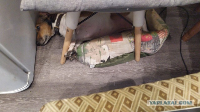 К собакочетвергу