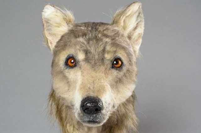 Как выглядел пес, который жил 4500 лет назад