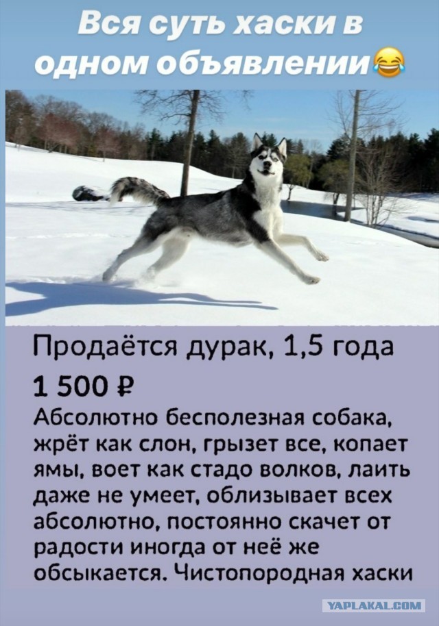 Картинка хаски продам дурака