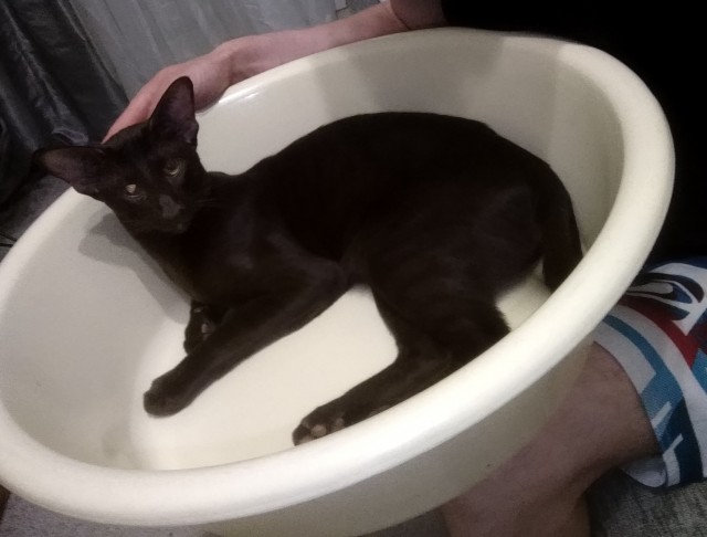 Котовторник 13.10.2020