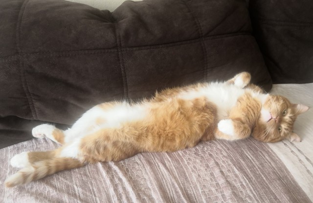 Котаны со странностями