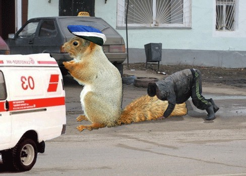 Фотожаба: Бельчонок