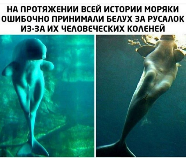 Настоящих русалочек пост