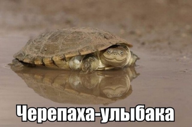 Баянисто-небаянистый юмор 15.02.21