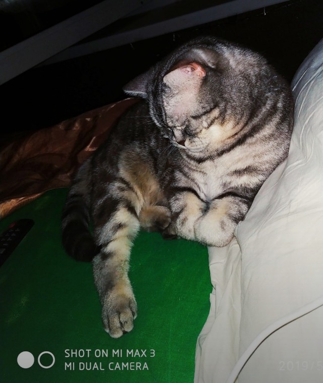 Вторник-кото