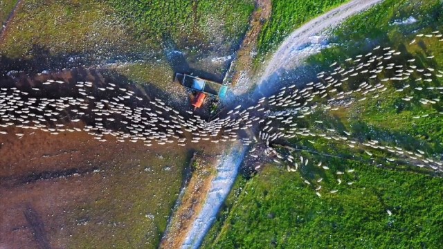 Фотограф с помощью дрона превратил стадо овец в движущееся произведение искусства