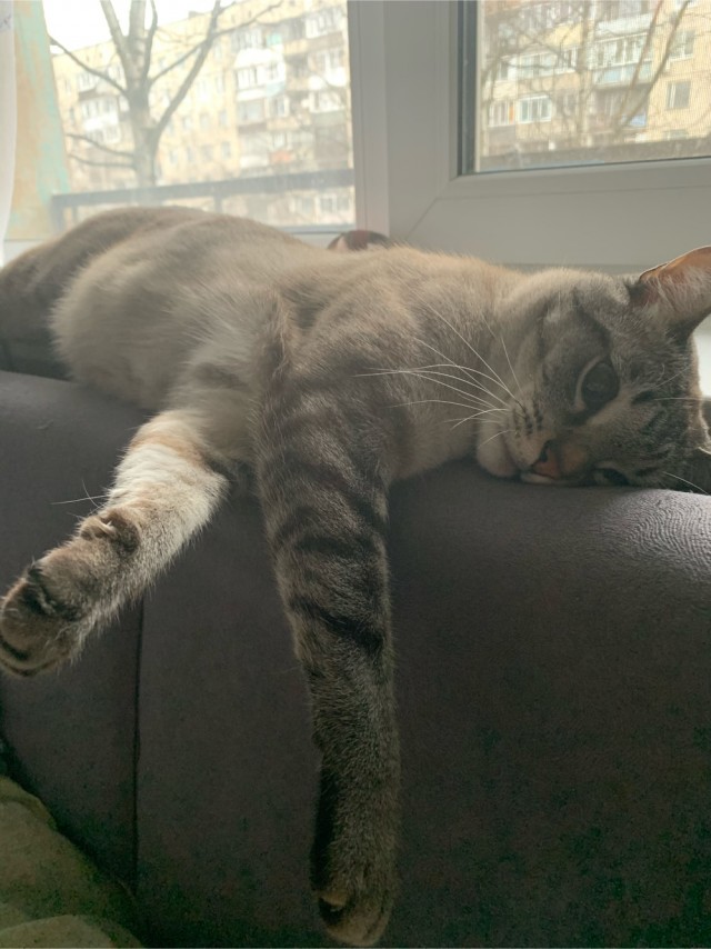 Котовторник. Поговорим о кличках, друзья