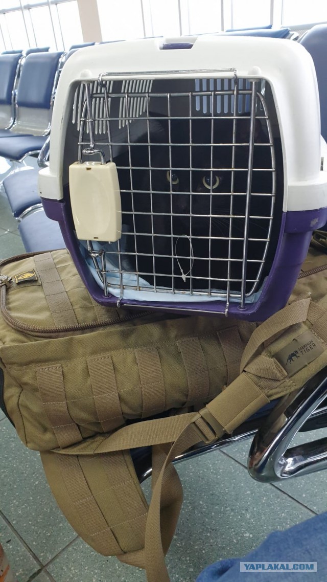 Хозяин оставил животных в аэропорту и улетел
