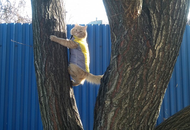 Котовторнику быть