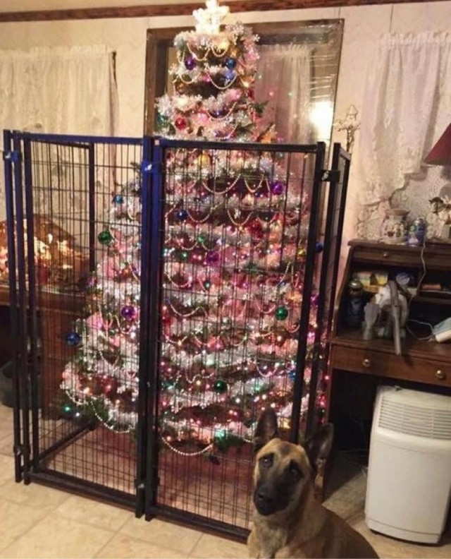 Всяческие картинки 15.12.2021