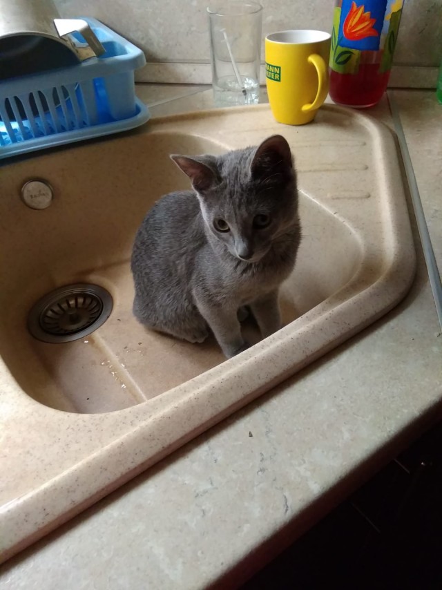 Не дождавшись котовторника.